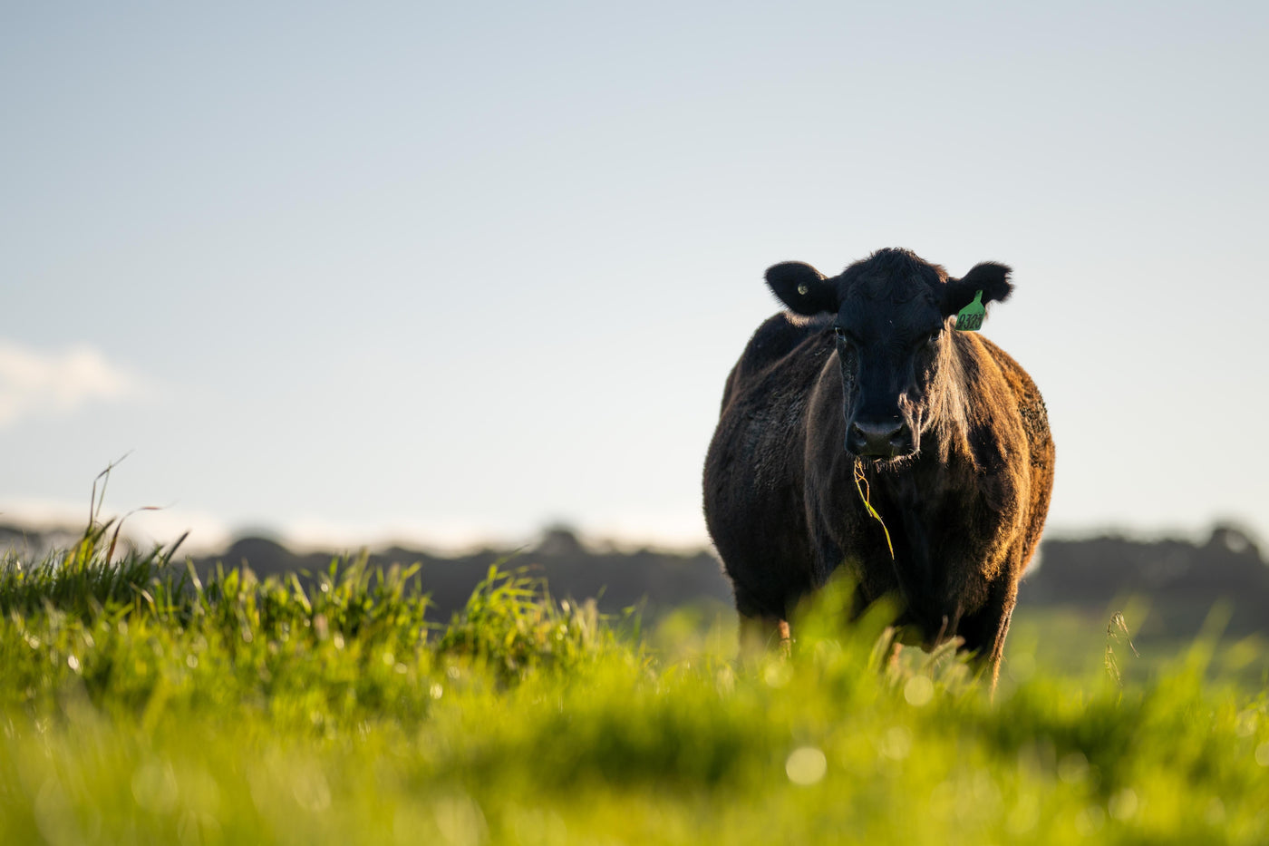 American Angus