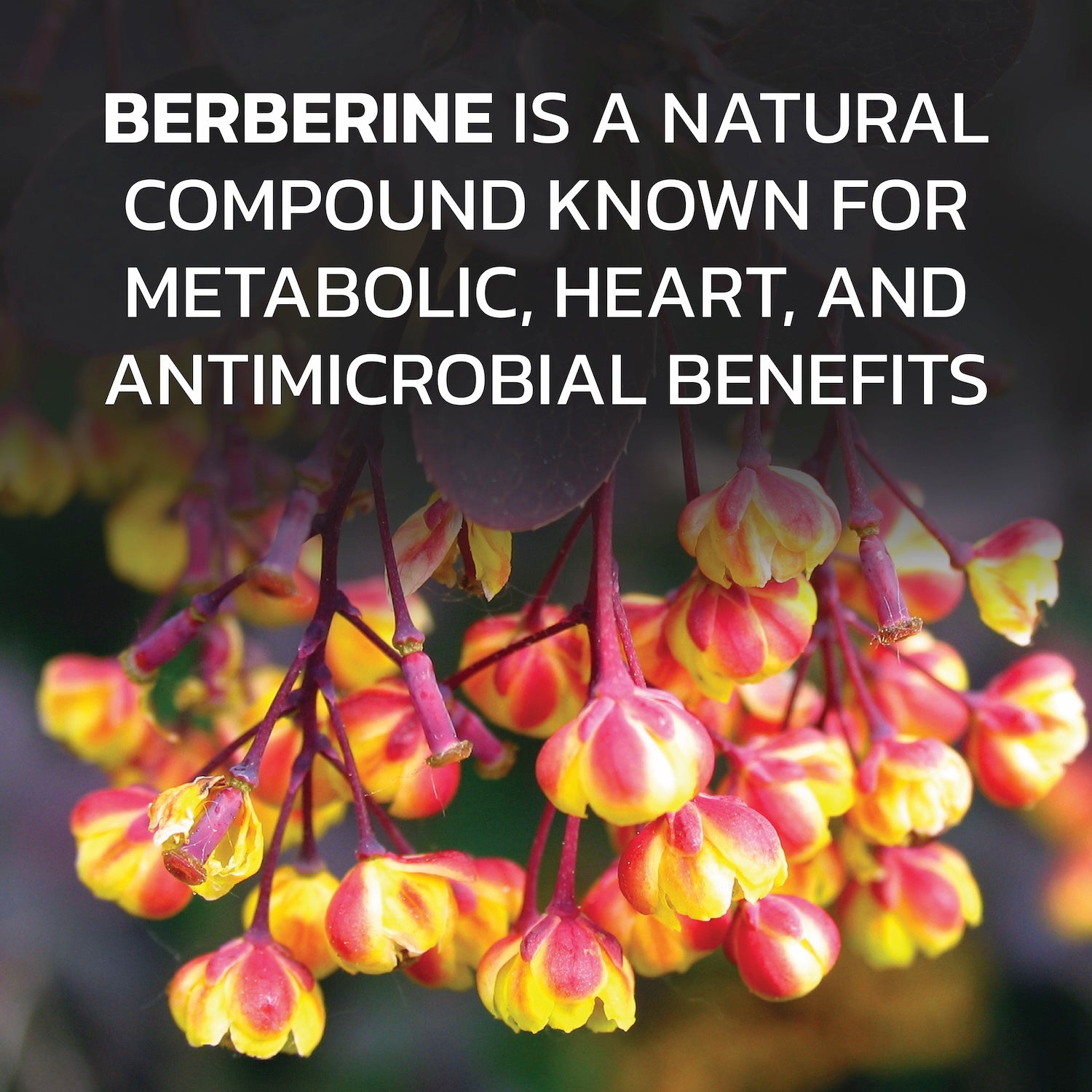 Berberine