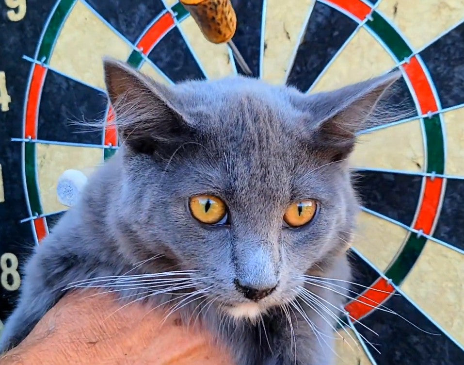 Limited Run: KNARTS!